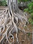 Root02_100