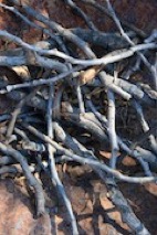 Twigs_180